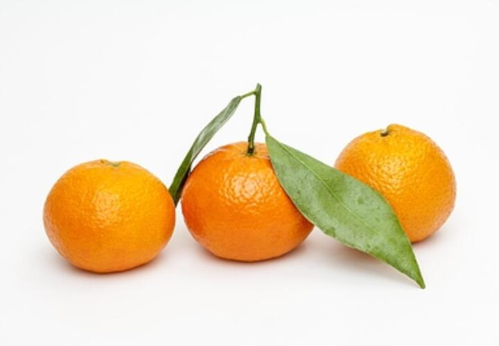 Три новых сорта тонкокожих мандаринов вывели в научном центре Сочи