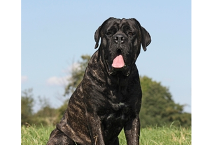 В Краснодаре владельцев агрессивного пса призвали к ответственности