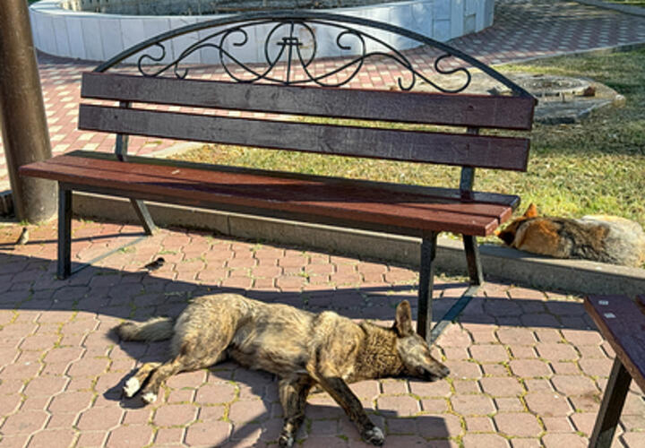 В Сочи садистов, которые убили собаку, отправят в колонию