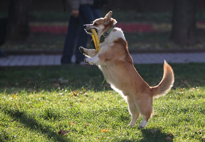 Взлёты и падения: приручит ли Змея Собаку в наступающем годуУспех в следующие 365 дней будет зависеть от смелости и открытости