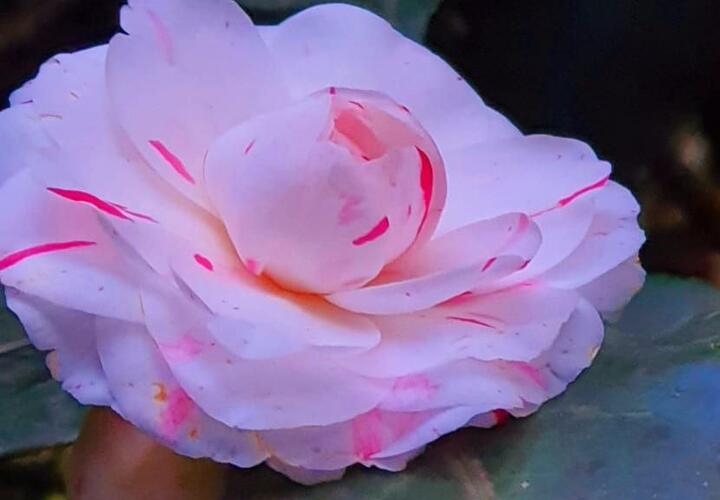 Богатство и чистота: в Сочи расцвело растение, упоминавшееся в летописях еще 2000 лет назад