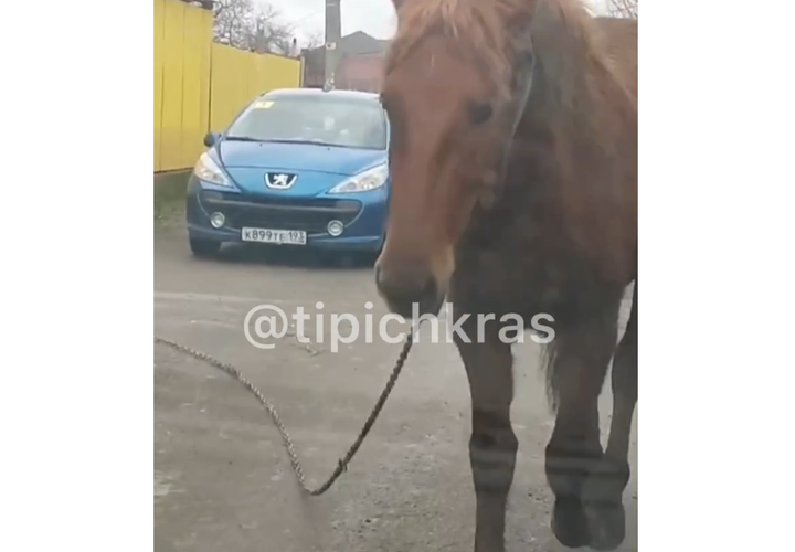 «Грустный» конь бродит один по Краснодару