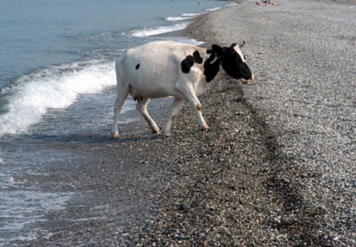 На Кубани фермер украла деньги, предназначенные для покупки коров