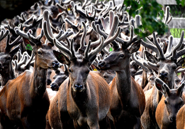 Об опасности для людей заболевания «зомби-оленей» рассказали вирусологи