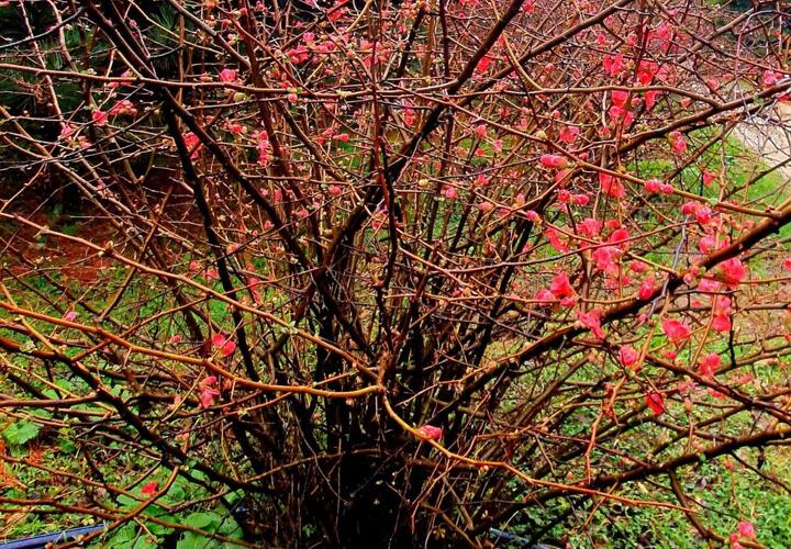 «Розовая леди»: цветы растения с очень острыми шипами распустились в Сочи