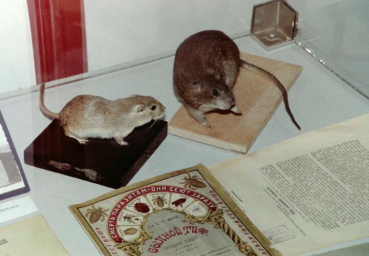 Учёные университета «Сириус» выводят мышей с нарушениями развития мозга