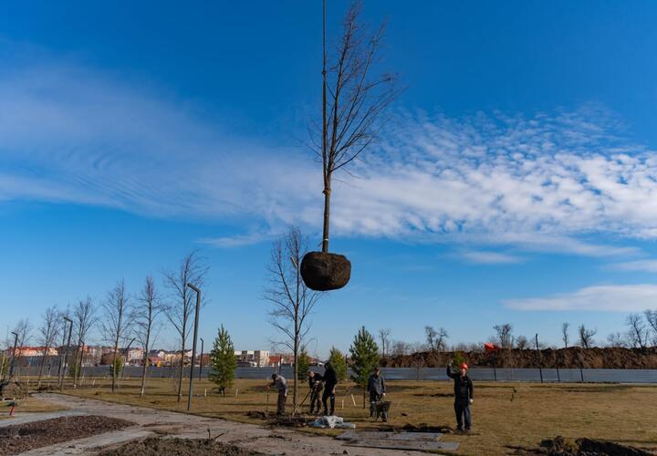 В новом парке в Краснодаре DOGMA высаживает шестиметровые липы и сосны