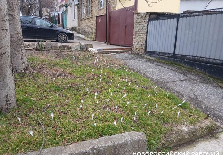 В Новороссийске непонятно зачем газон утыкали вилками 