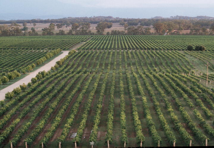 Винный маршрут для автотуристов открыли на Кубани