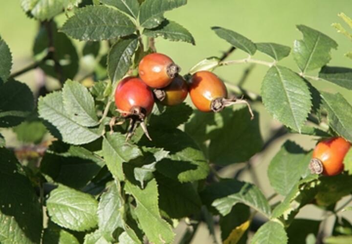 Во всем известных плодах учёные обнаружили вещество, уничтожающее раковые клетки