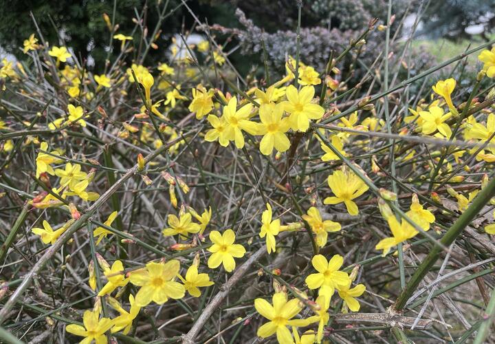 Желтые цветки покрыли кусты в Абрау-Дюрсо