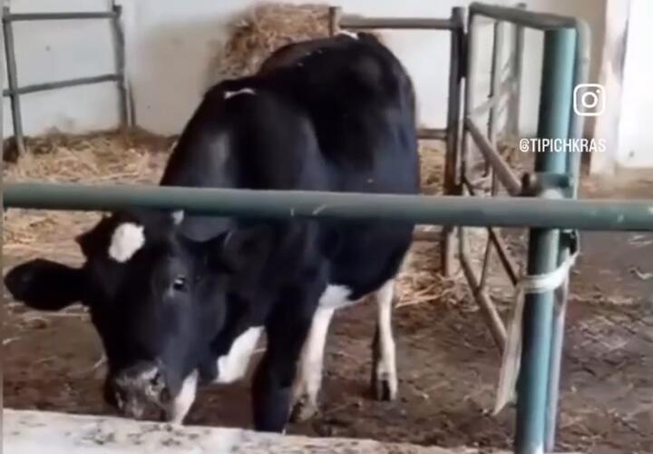 Клонированную телку показали в Усть-Лабинском районе Краснодарского края