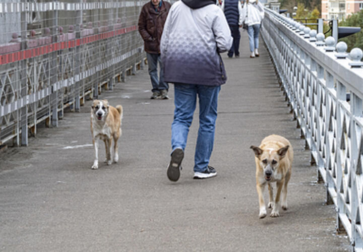 Муниципальный приют для бездомных животных в Краснодаре планируют открыть весной