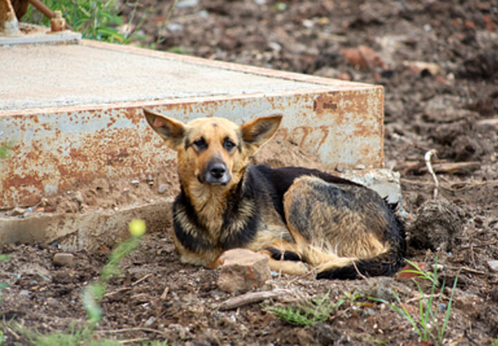 На отлов бездомных животных в Краснодаре выделено более 5 млн рублей