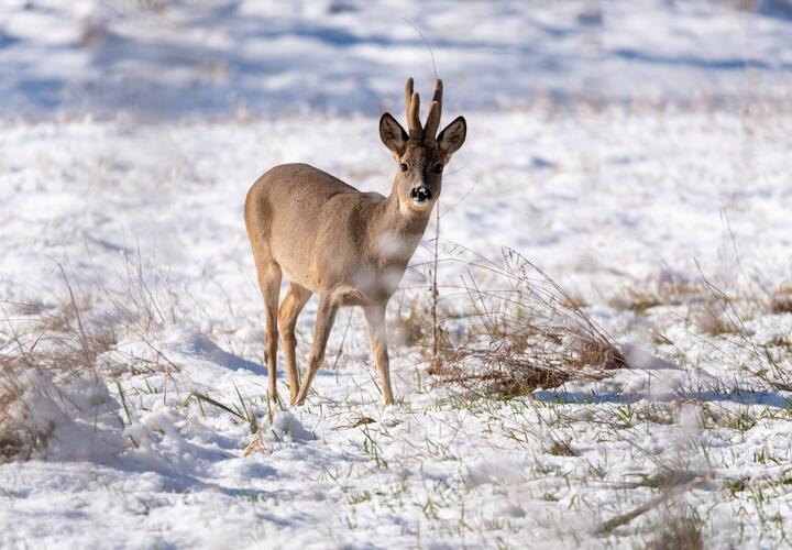На улице минус: о погоде на Кубани 19 февраля рассказали синоптики