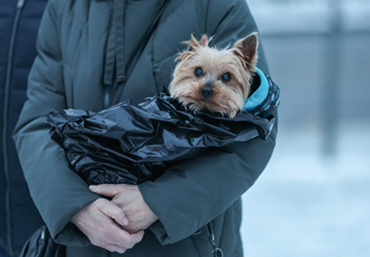 Обычные продукты, которые могут отравить собаку, назвали кинологи