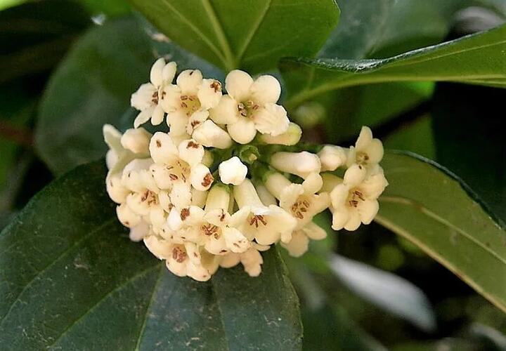 Пахнет розой - но не роза: необычное растение родом из Японии расцвело в Сочи