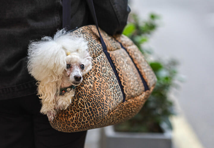 Почему жители Кубани не хотят страховать своих животных, рассказал эксперт