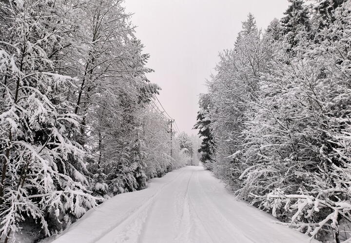 Поваленные деревья, травмированные люди: дойдёт ли ростовский снег до Кубани, в соседнем регионе коллапс