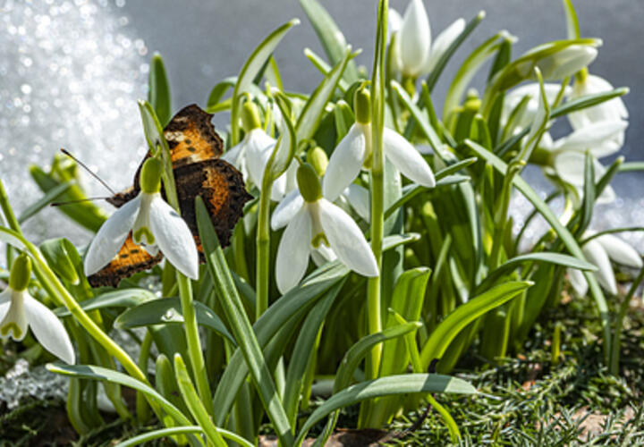 Тысячи за одно растение: в Сочи усилили наказание для «цветочных браконьеров»
