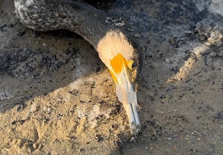 В Анапе волонтёры убили баклана
