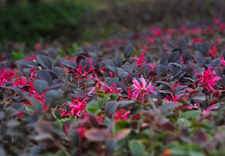 «Дерево шёлковых лент» расцвело в Сириусе