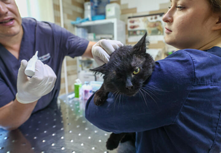 Кошачьи царапины могут привести к редкому и опасному заболеванию, рассказал врач