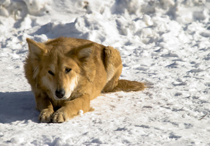 Неизвестный убил бродячую собаку в Краснодаре, полиция начала проверку