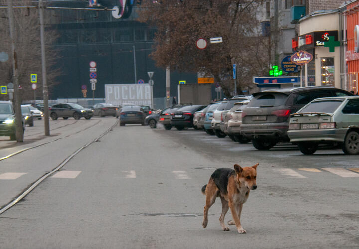 Неизвестный выстрелил в бездомную собаку в краснодарском дворе