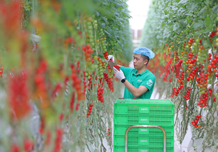 Опасный для растений вирус начал распространяться на Кубани, введен карантин