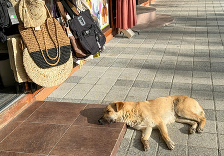 Почти летнее тепло: синоптики рассказали, какая погода ждёт кубанцев в понедельник,10 марта