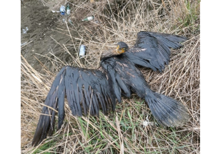 Под Краснодаром массово гибнут птицы