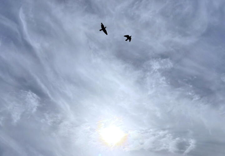 Понижение температуры и дожди: какой будет погода на Кубани 31 марта