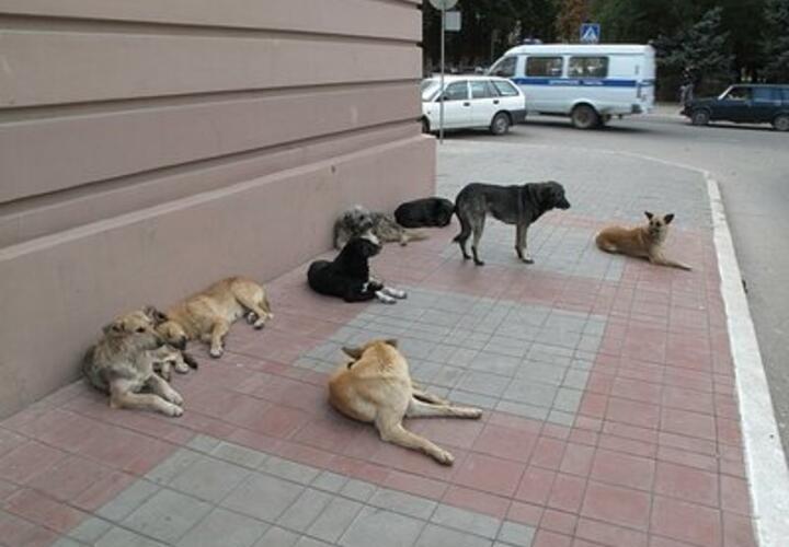  Расследование нападения собак на подростков в Усть-Лабинске контролирует прокуратура