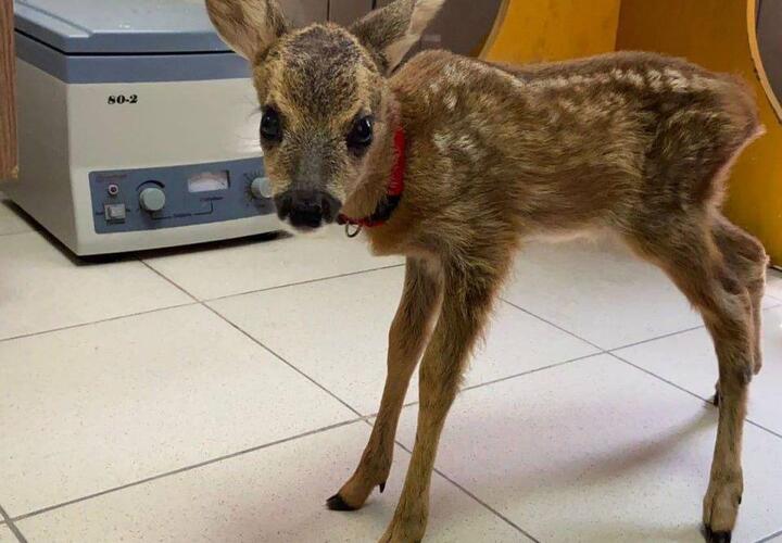 Сбитому возле Туапсе олененку нашли дом