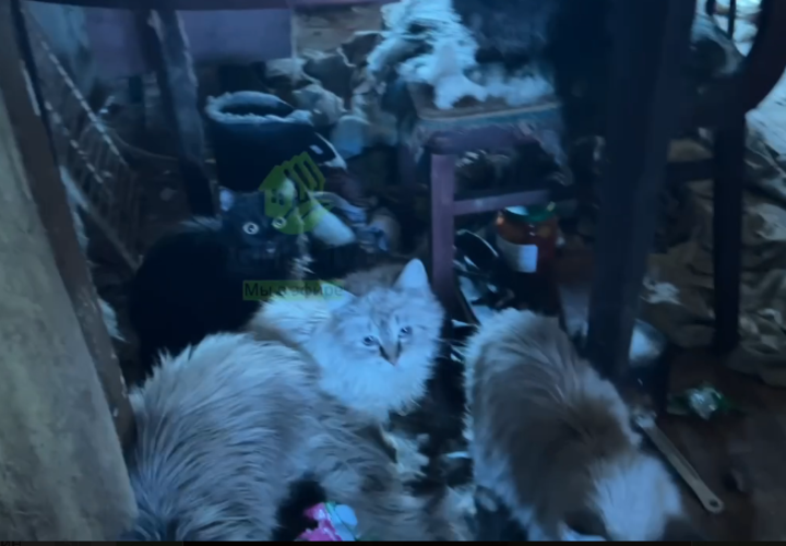 Трупный запах и 20 кошек: в Краснодаре в квартире нашли гниющий труп мужчины