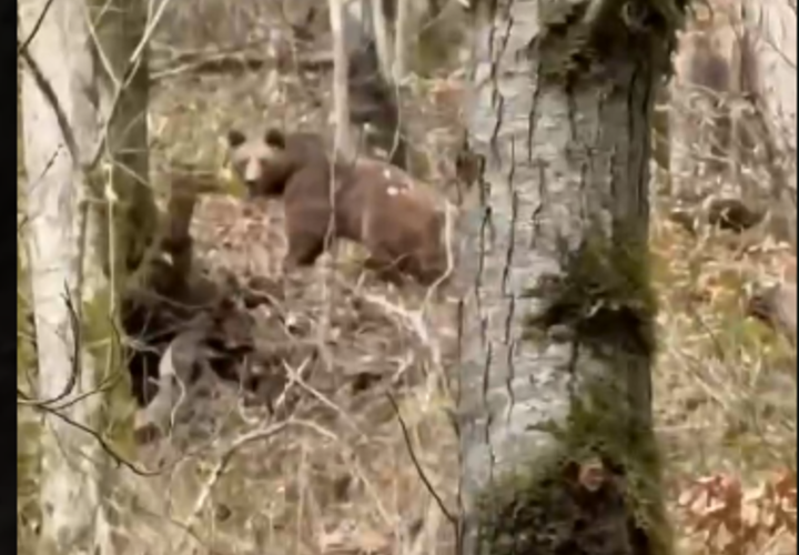 Туристам пришлось спасаться бегством от проснувшихся медведей в горах Сочи