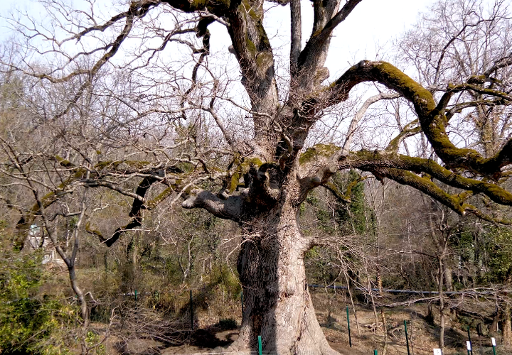 У 500-летнего дуба в Агое Туапсинского района укрепили корни и привели в порядок крону