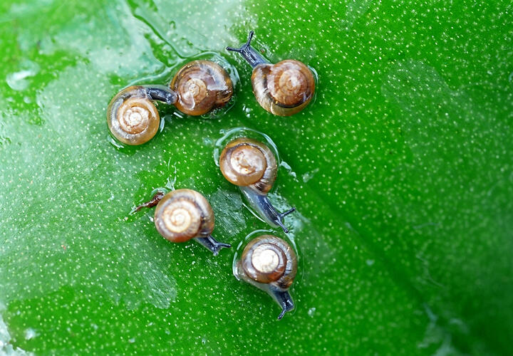 Учёные «Сириуса» придумали этичный метод получения муцина из улиток