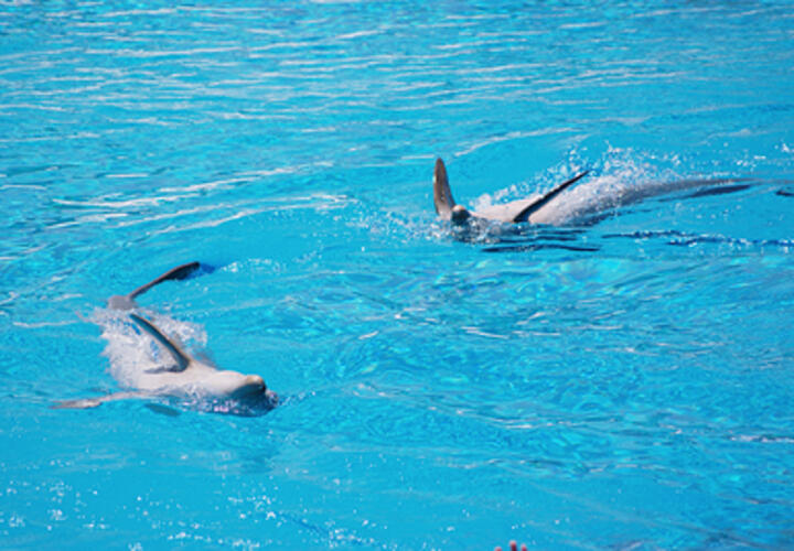 В Анапе построят экстренный центр для спасения китов