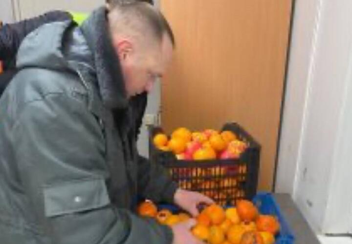 В Краснодарский край завезли зараженные цитрусы из Турции и Египта