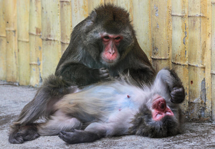 В Сириусе будут клонировать обезьян для медицинских целей