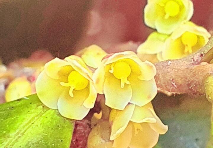 В Сочи зацвело «свиное дерево» с отвратительным запахом