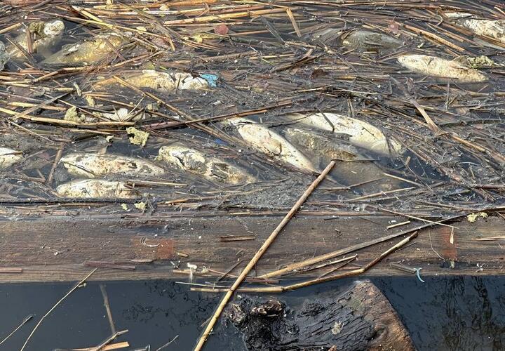 В устье реки Анапки произошел массовый мор рыбы