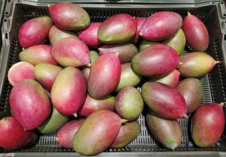 Выявлена неожиданная польза манго, рассказали ученые