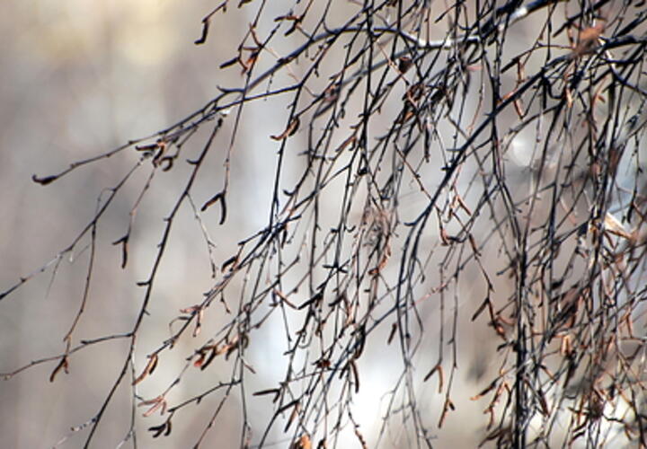 Заморозки и дожди: какой будет погода на Кубани 20 марта, рассказали синоптики