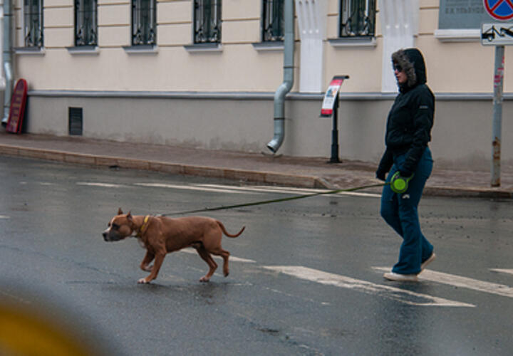 Глава СКР поручил возбудить уголовное дело после нападения бойцовых собак на пенсионерку в Сочи