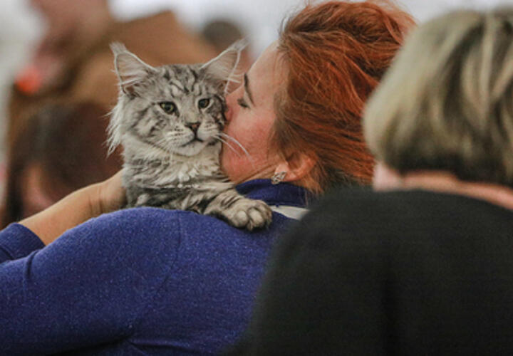 «Мы вынуждены забрать вашего котика»: мошенники стали выдавать себя за сотрудников жилищной инспекции