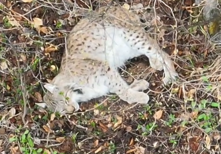 На Кубани удалось сфотографировать одного из самых редких хищников, обитающих в регионе