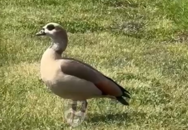 Очень редкий для России нильский гусь замечен в Краснодарском крае